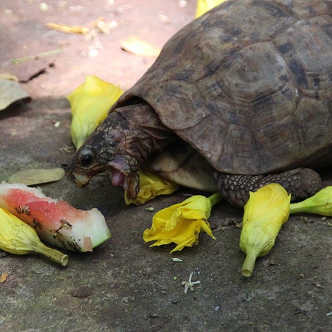 Spekes Gelenkschildkroete