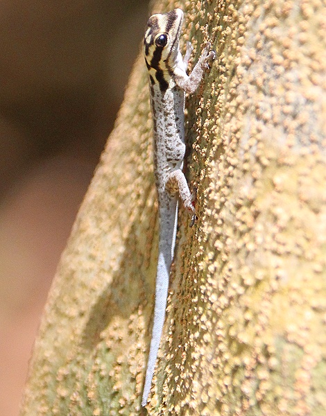 Wei&szlig;kopfzwerggecko, Boko Boko Guesthouse