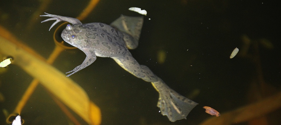 Xenopus muelleri im Garten des Boko Boko Guesthouse