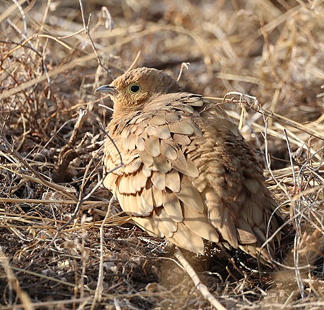 Braunbauchflughuhn, Hahn