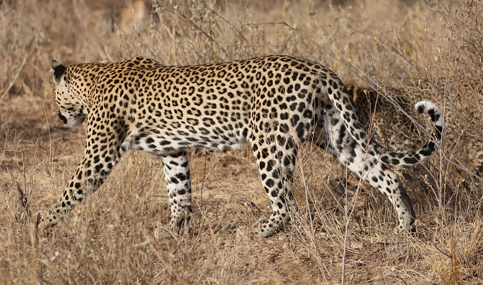 Leopard, Weibchen mit Jungem - Samburu
