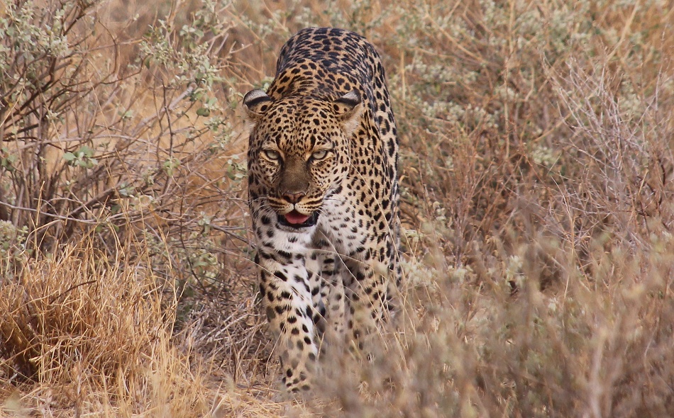 Leopard, Weibchen mit Jungem - Samburu