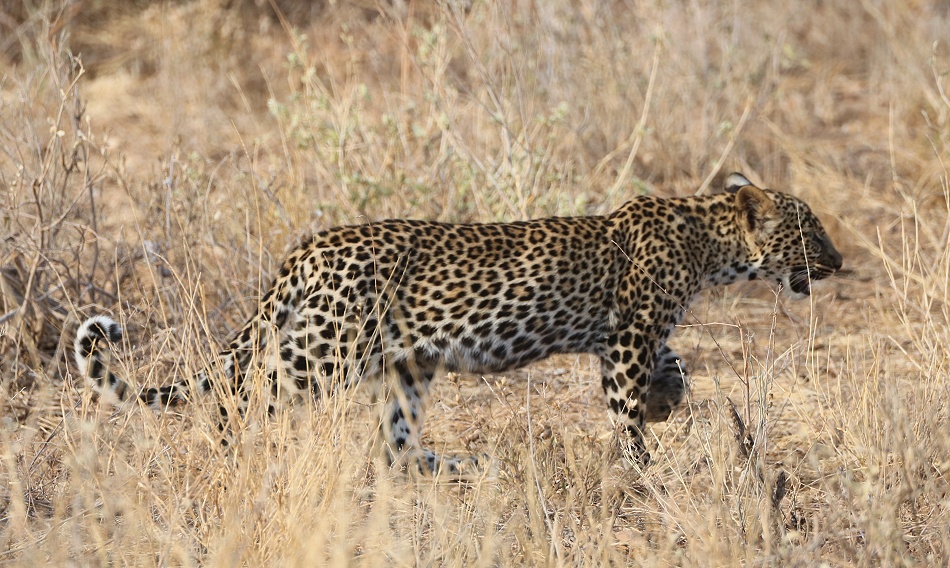 sehr junger Leopard, Samburu