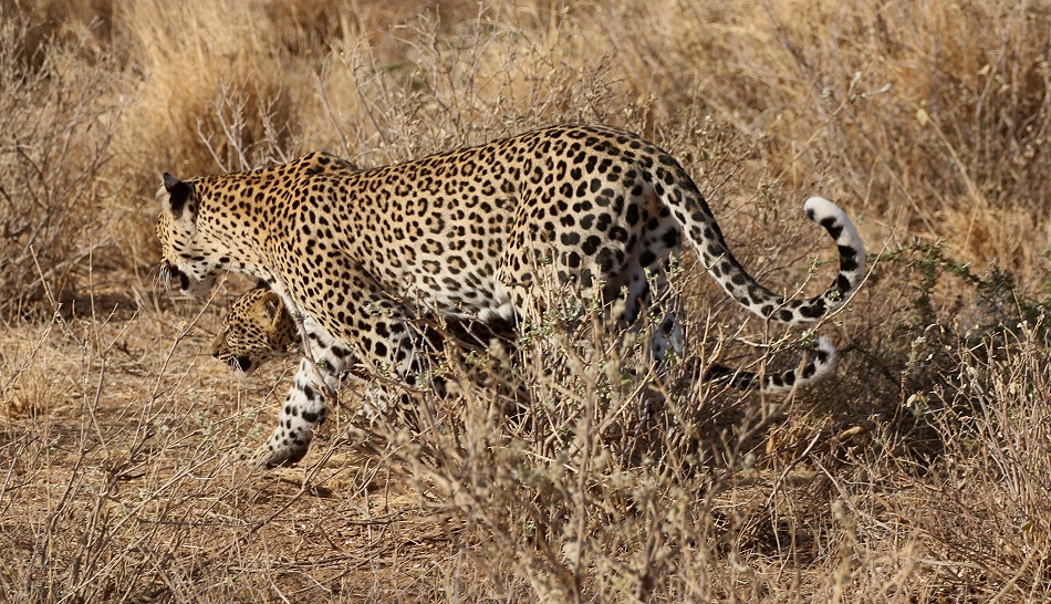 Leopard, Weibchen mit Jungem - Samburu