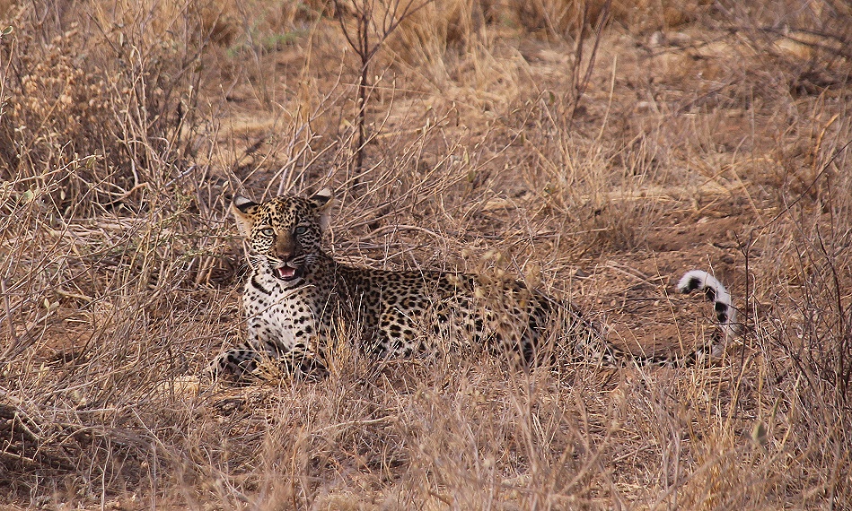 sehr junger Leopard, Samburu