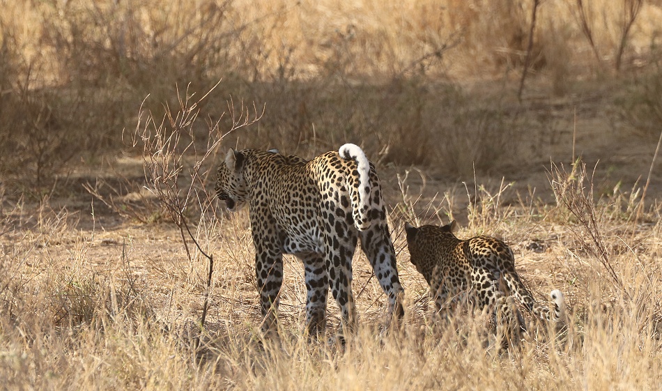 Leopard, Weibchen mit Jungem - Samburu