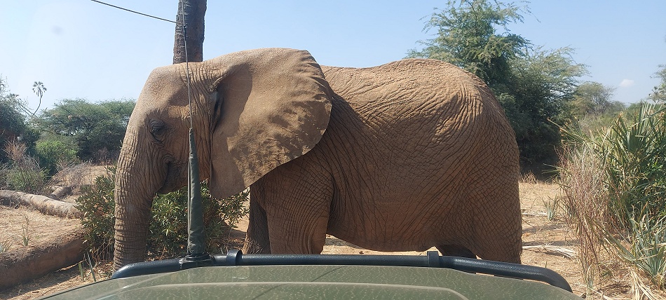 Elefanten Begegnung im Buffalo Springs Reservat