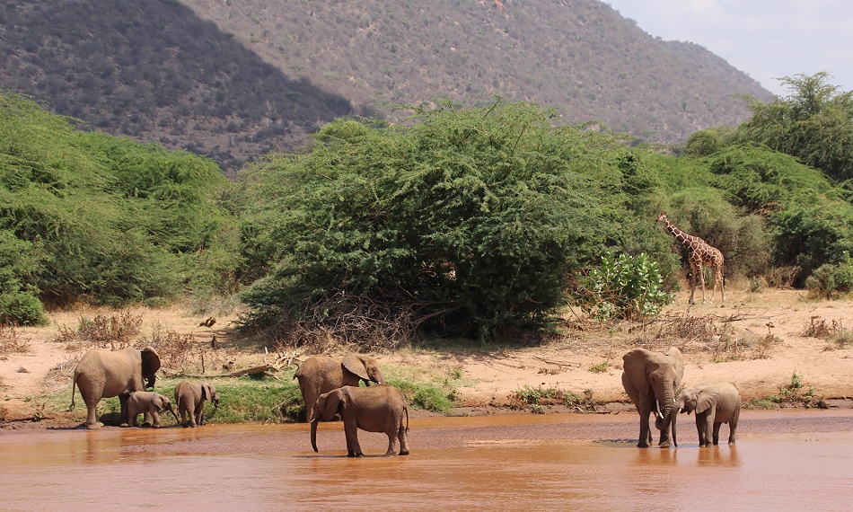 Elefanten im Ewaso Ngiro River