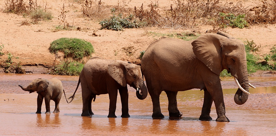 Elefanten im Ewaso Ngiro River