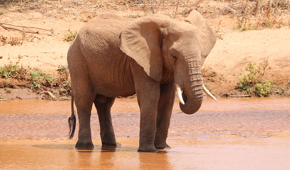Elefanten im Ewaso Ngiro River