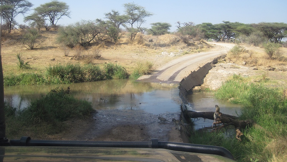 Pirschfahrt im Buffalo Springs Reservat