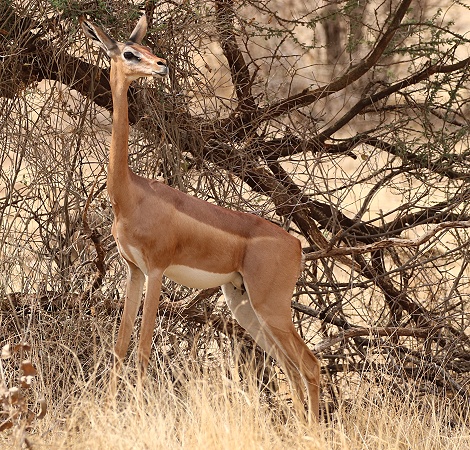 Gerenuk Antilope, Weibchen