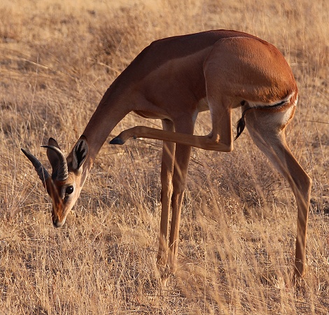 Gerenuk Antilope, M&auml;nnchen