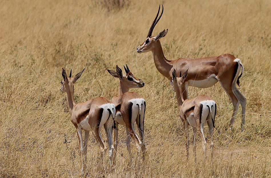 N&ouml;rdliche Grant Gazellen
