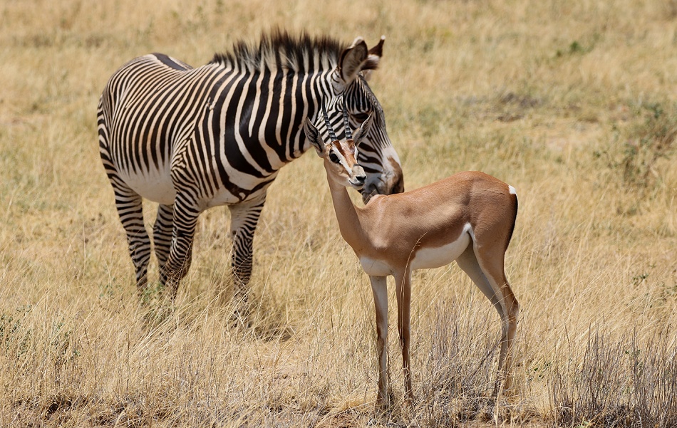 N&ouml;rdliche Grant Gazelle und Grevy Zebra