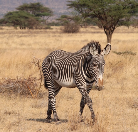 Grevy Zebra