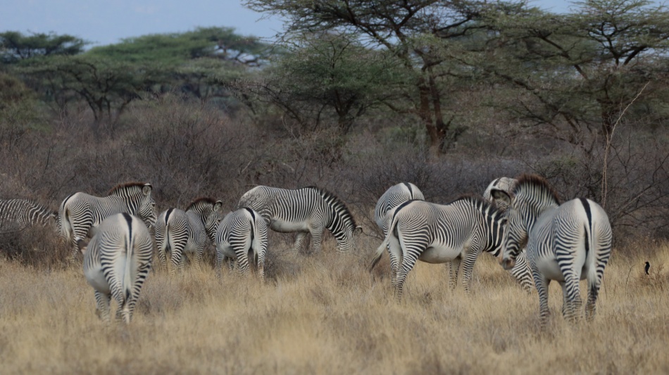 eine Herde Grevy Zebras