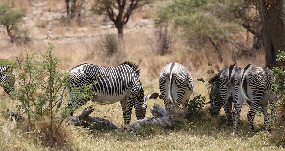 eine Herde Grevy Zebras