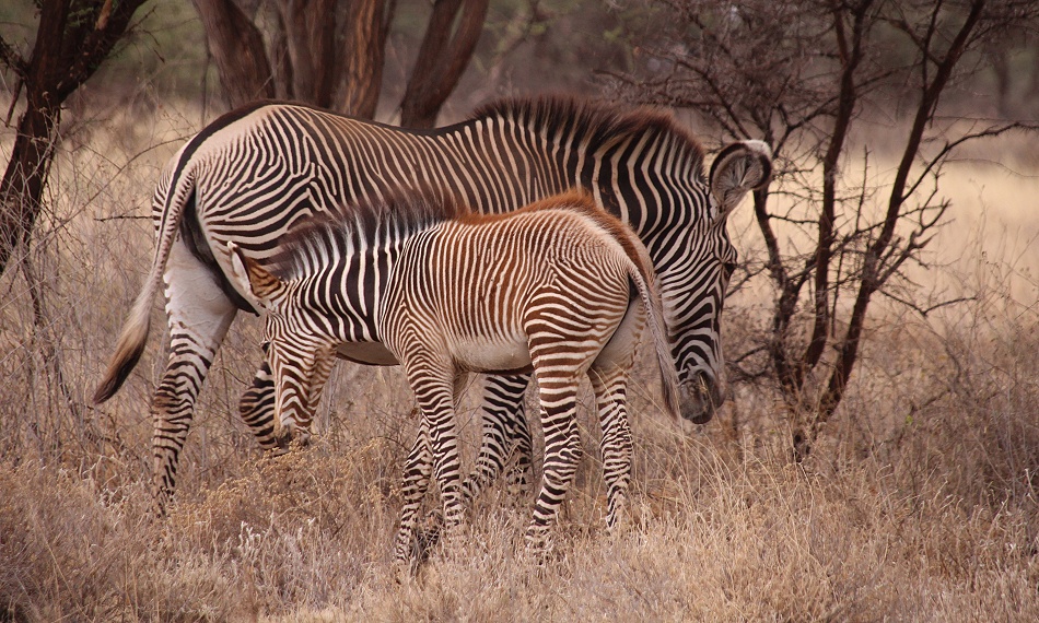 Grevy Zebra Stute mit &auml;lterem Fohlen