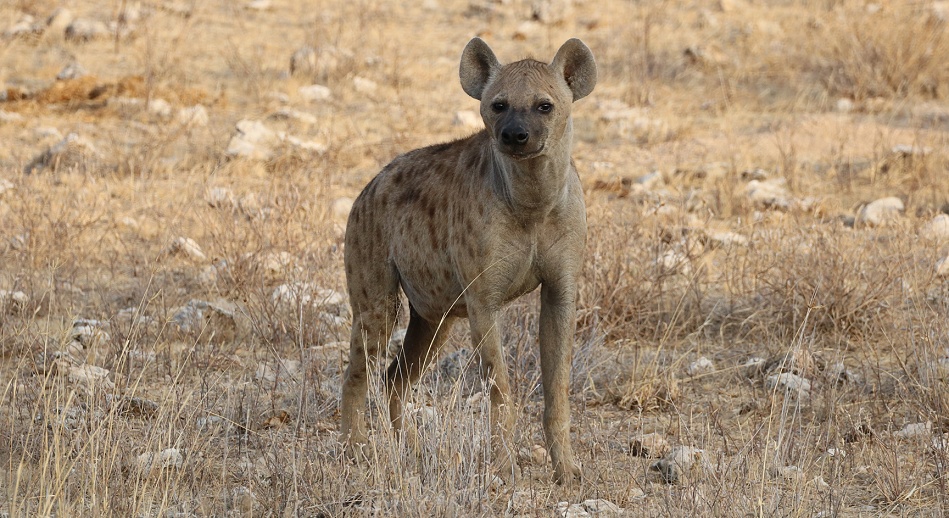 T&uuml;pfelhy&auml;ne im Buffalo Reservat
