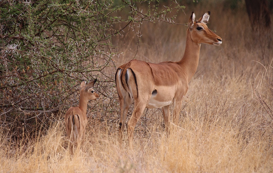 Impala Weibchen mit Kitz