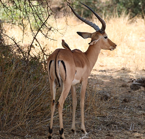 Impala Bock mit Madenhacker