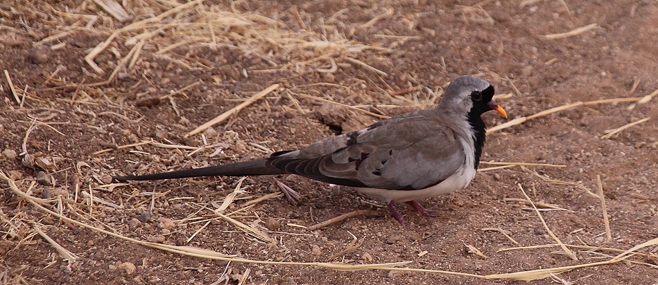 Kapt&auml;ubchen, Hahn