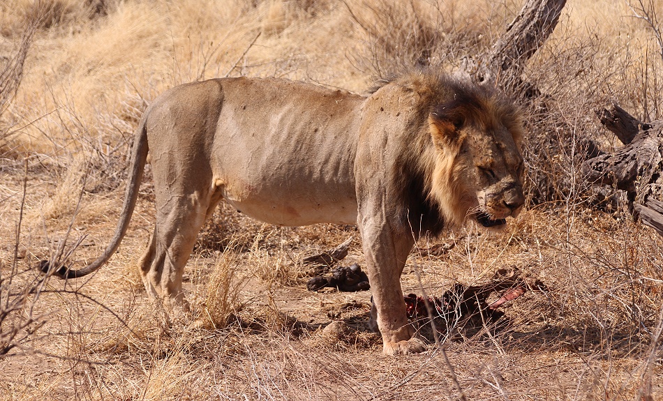 L&ouml;we im Buffalo Springs Reservat