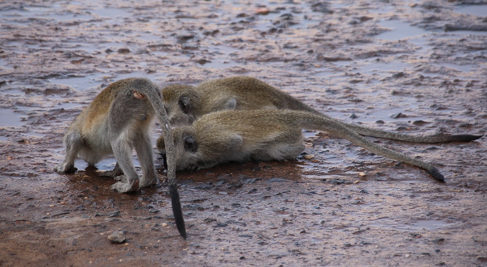 Gr&uuml;ne Meerkatzen