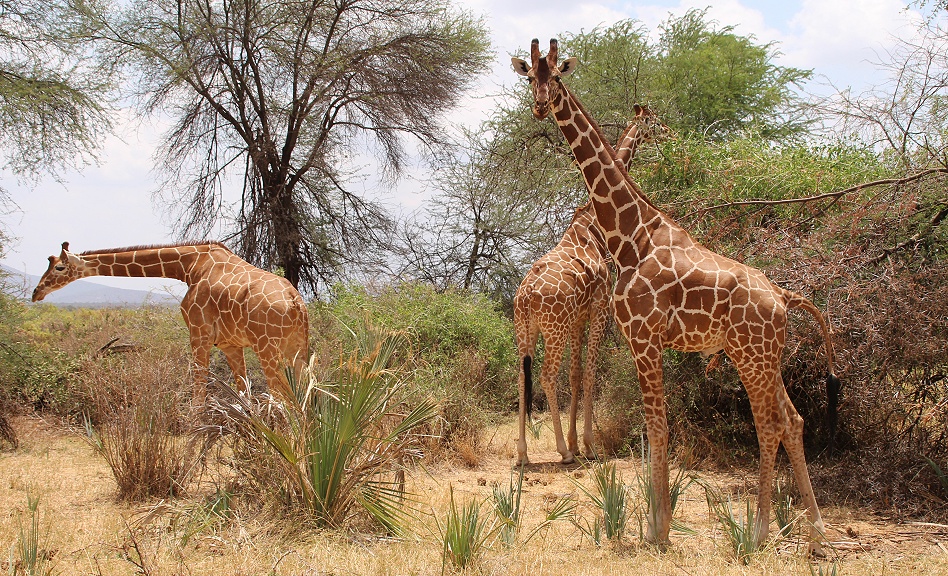 Netzgiraffen im Buffalo Springs Reservat