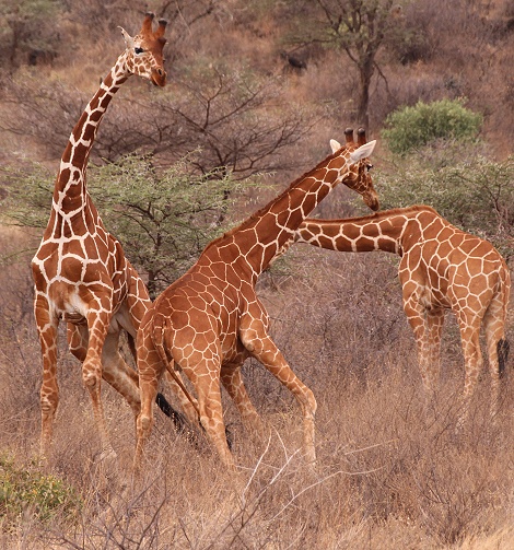 k&auml;mpfende Netzgiraffen