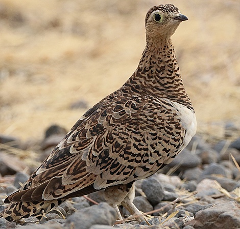 Schmuckflughuhn, Henne