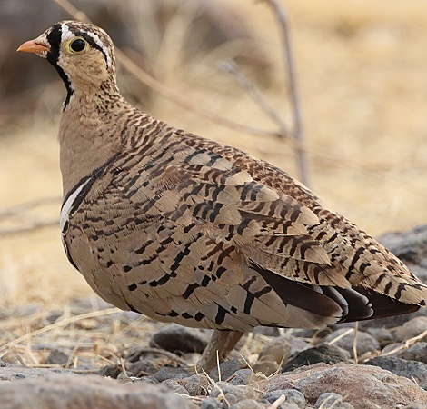 Schmuckflughuhn, Hahn