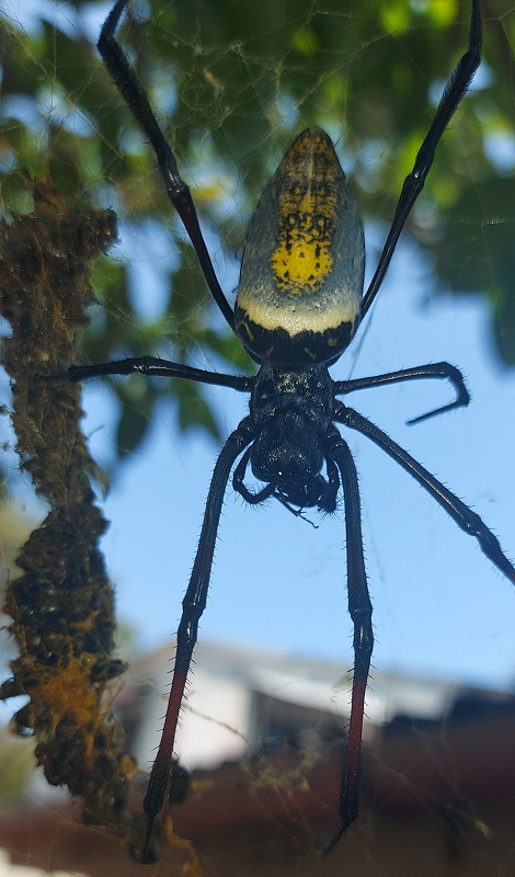 Afrikanische Seidenspinne bei guten Freunden am Jumba Beach - Mtwapa
