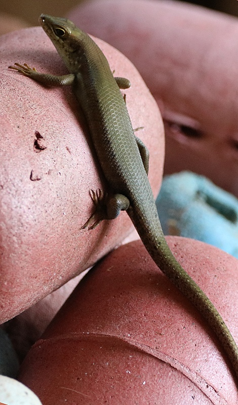 Tansania Skink bei guten Freunden am Jumba Beach - Mtwapa