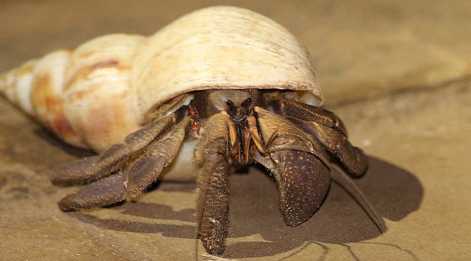 Gro&szlig;er Einsiedlerkrebs bei guten Freunden am Jumba Beach - Mtwapa