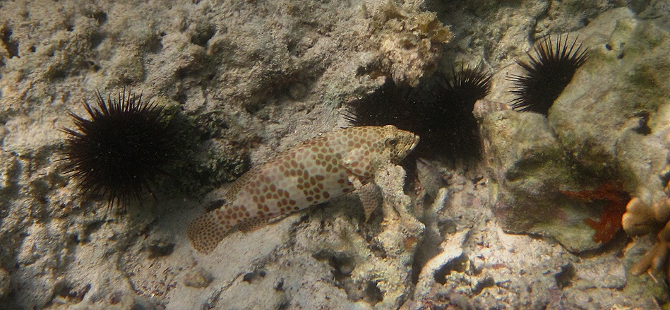 Schnorcheln am Kuruvitu Beach - Vipingo