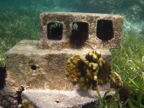 Schnorcheln am Kuruvitu Beach - Vipingo
