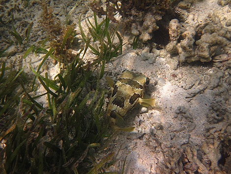 Schnorcheln am Kuruvitu Beach - Vipingo