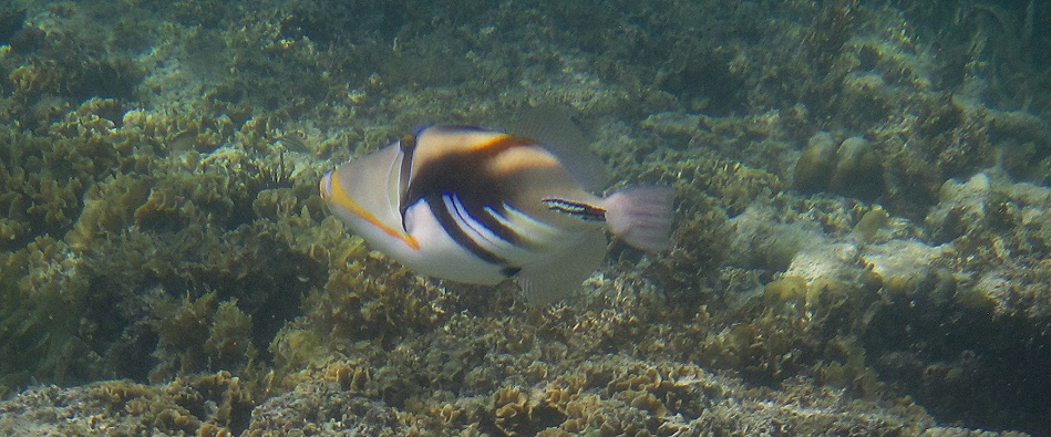 Schnorcheln am Kuruvitu Beach - Vipingo
