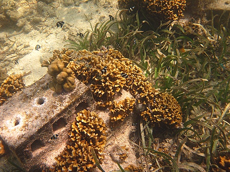 Schnorcheln am Kuruvitu Beach - Vipingo