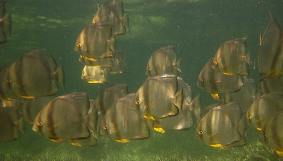 Schnorcheln am Kuruvitu Beach - Vipingo