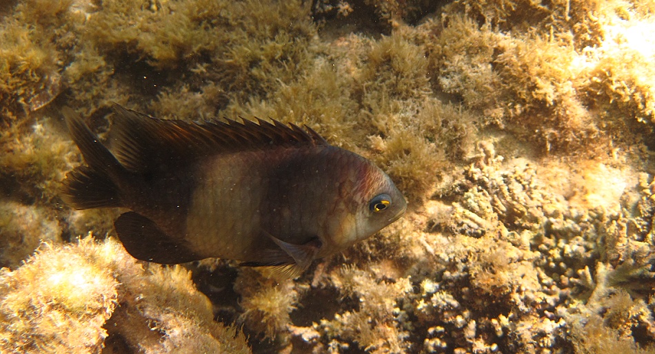 Schnorcheln am Kuruvitu Beach - Vipingo