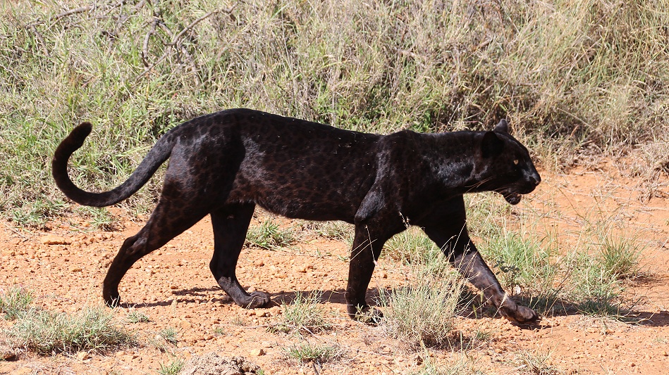 Giza, schwarzer Leopard / Panther, Lakipia