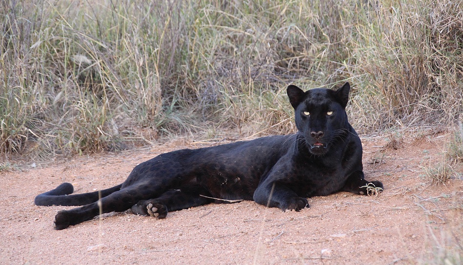 Black Panther, schwarzer Leopard, Giza; Laikipia