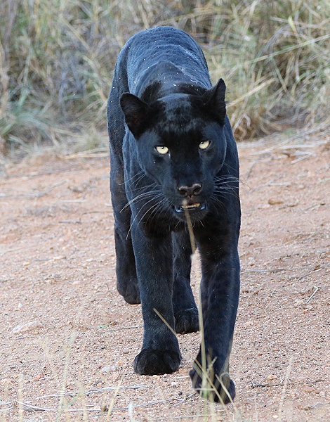 schwarzer Leopard, Giza auf der Pirsch, Laikipia