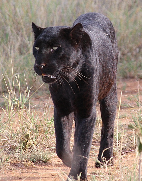 schwarzer Leopard, Giza auf der Pirsch, Laikipia