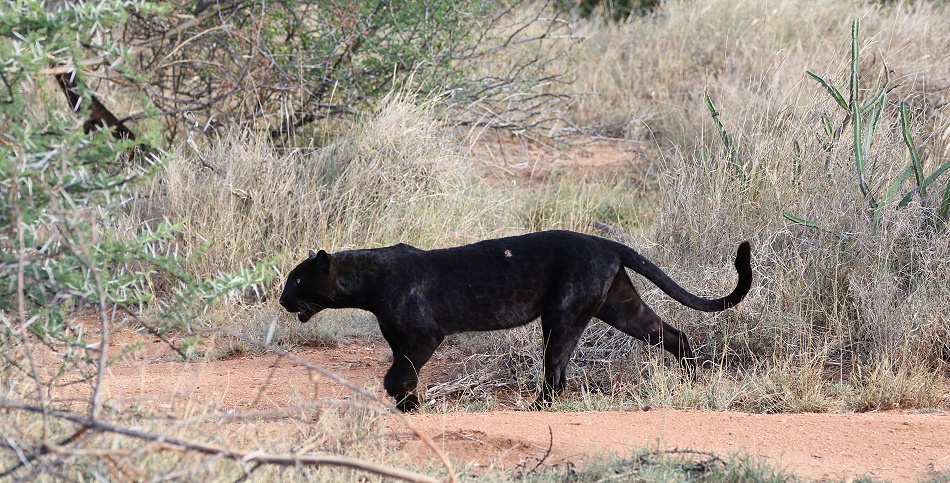 schwarzer Leopard, Giza auf der Pirsch, Laikipia
