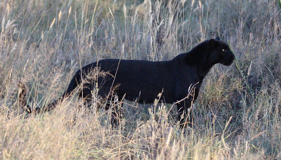 Giza, schwarzer Panther, Leopard in Laikipia