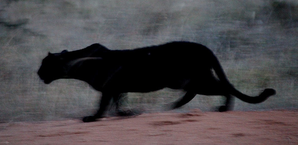 schwarzer Leopard, Giza auf der Pirsch, Laikipia